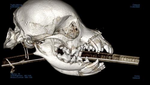 Minnie CBCT 2